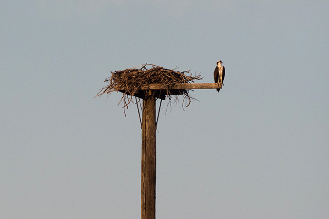 One of BNSF’s osprey nest platforms in Washington state