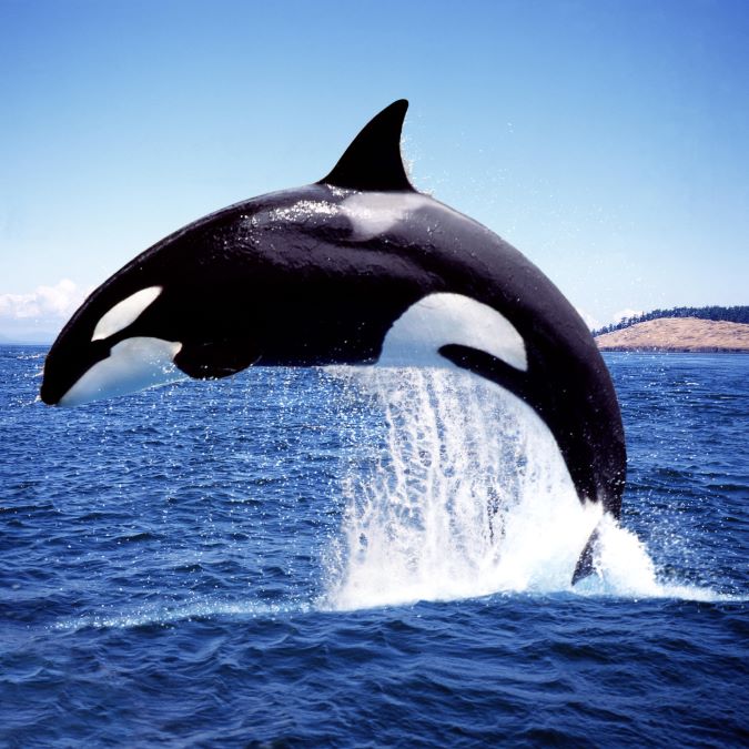 An orca or killer whale